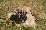KANGAL 093